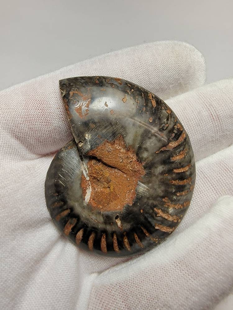 Polished Black Ammonite Fossil Half - 54mm x 45mm x 6mm - 18 grams - Lot 102